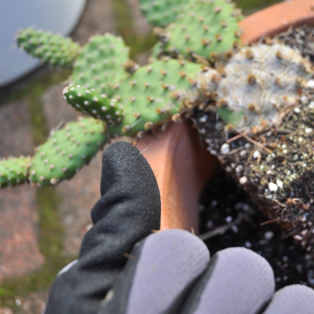 Opuntia rutilans, talvenkestävä kaktus
